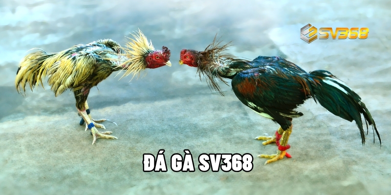 da ga sv368 1 1