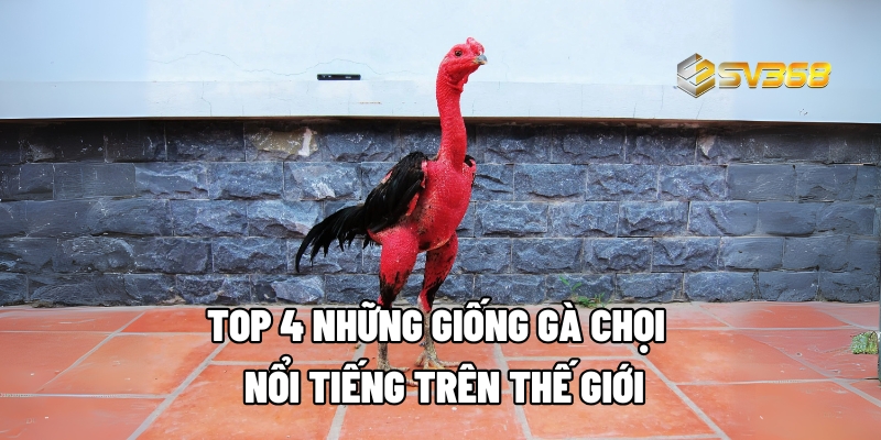 giong ga choi 1