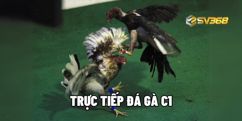 truc tiep da ga c1 1